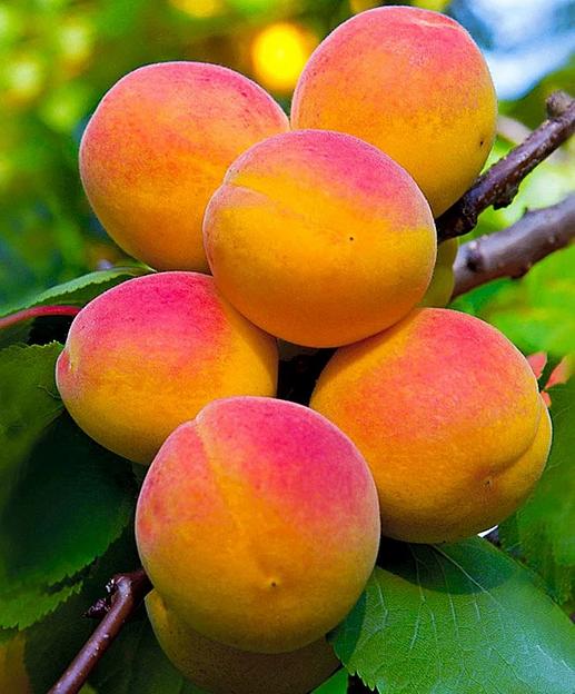 Саженцы плодовых культур — Абрикос «Снежинский», опт фото 1