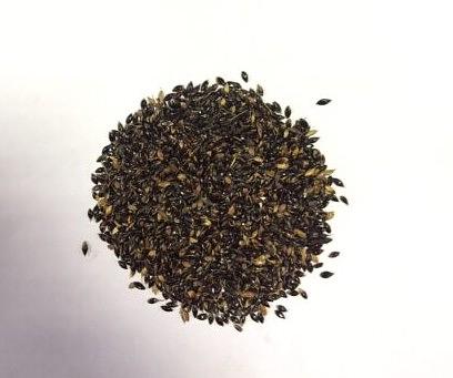 Семена Суданской трава «Кинельская 100 РС-1» опт фото 1