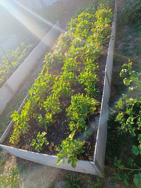 Полоса для грядки ЛНП BF Tech 8х1500х300 мм фото 3