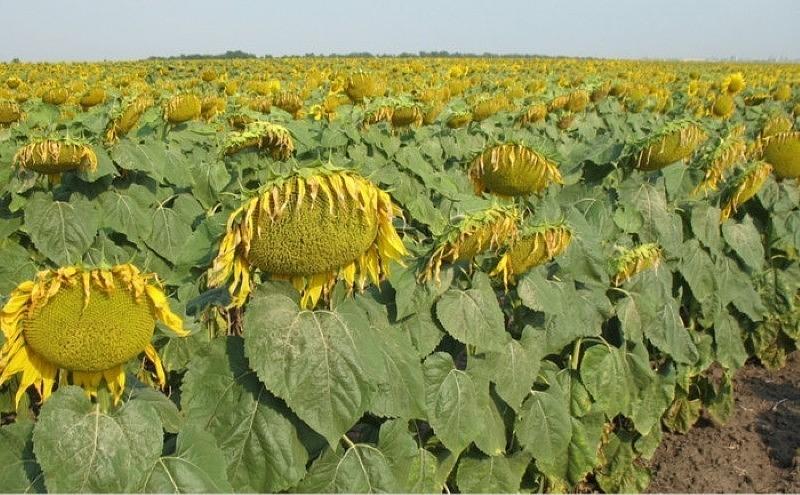 Семена подсолнуха Казачий опт фото 1