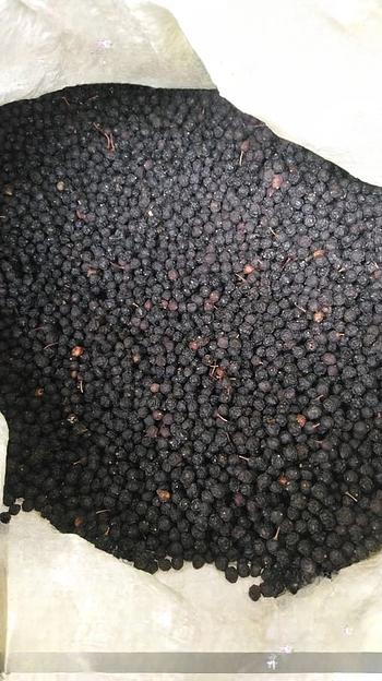 Плод черёмухи фото 1