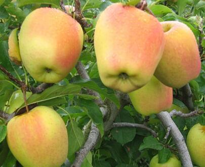 Саженец «Яблоня М-9» фото 5