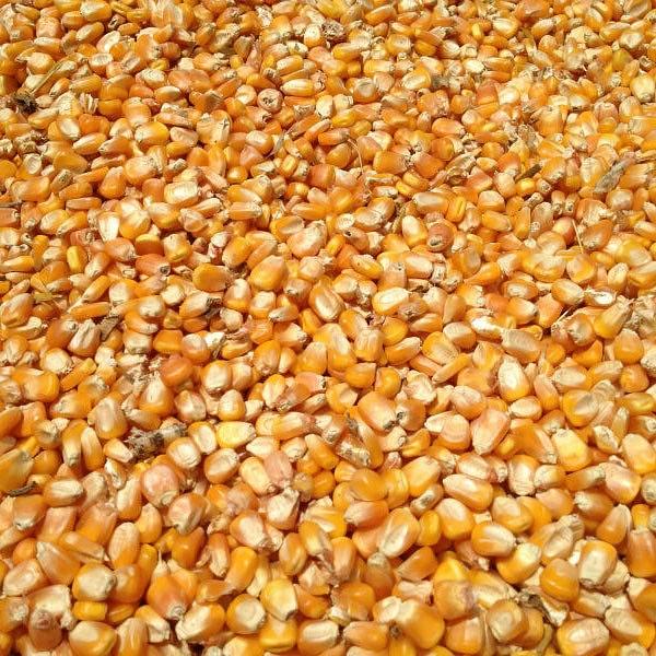 Кукуруза цельнозерновая кормовая фото 1