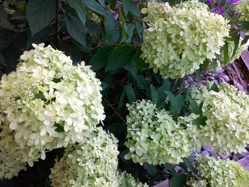 Саженцы кустарников - Гортензия Метельчатая Селекшн фото 1