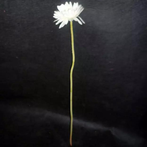 Ветка астры на гибкой ветке 886-1 фото 2