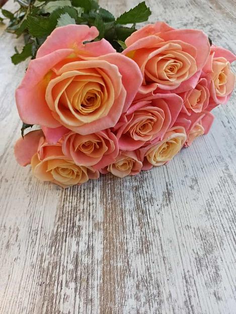 Розы сорта Мисс Пигги ОПТ фото 1