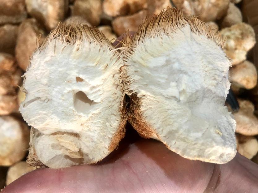 Ежовик гребенчатый опт фото 1