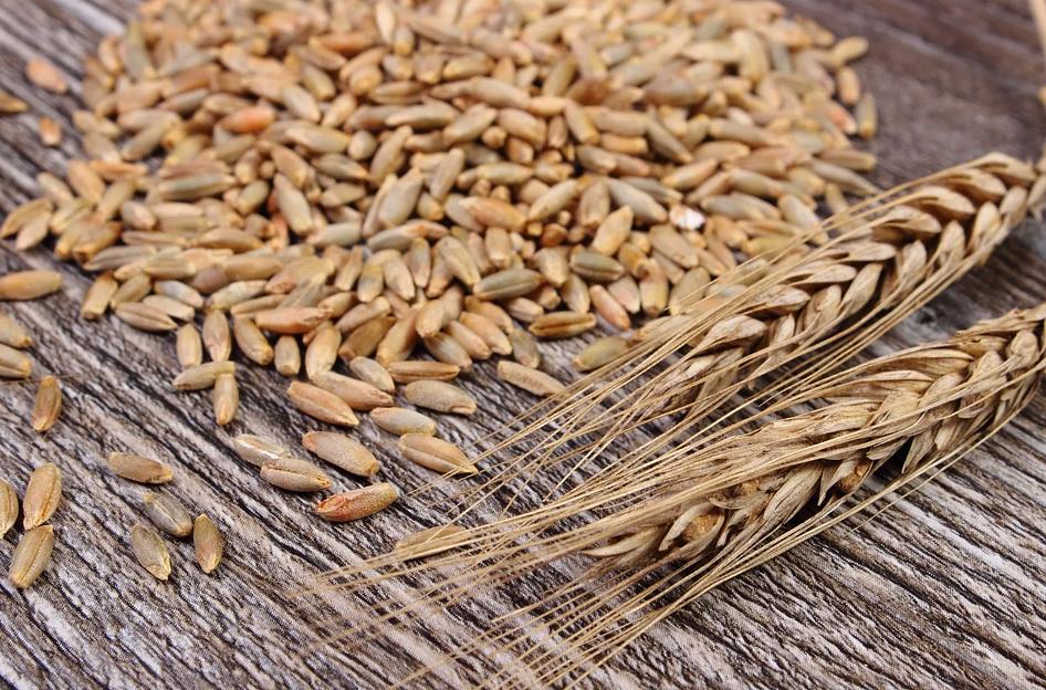 Рожь зерно 1 и 2 класса фото 1