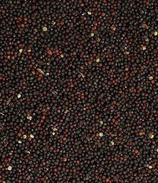 Семена рапса фото 1