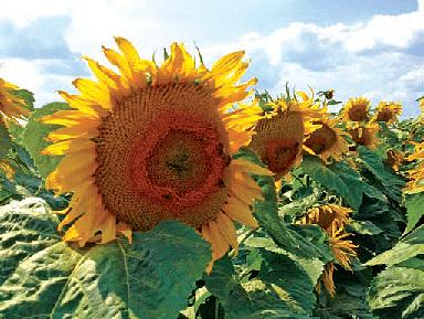 Семена - Подсолнечник 8Н358КЛДМ фото 1