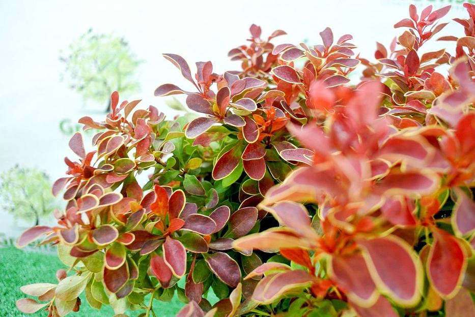 Саженец Барбарис Тунберга Атропурпурея нана от питомника AXKZ ОПТ фото 1