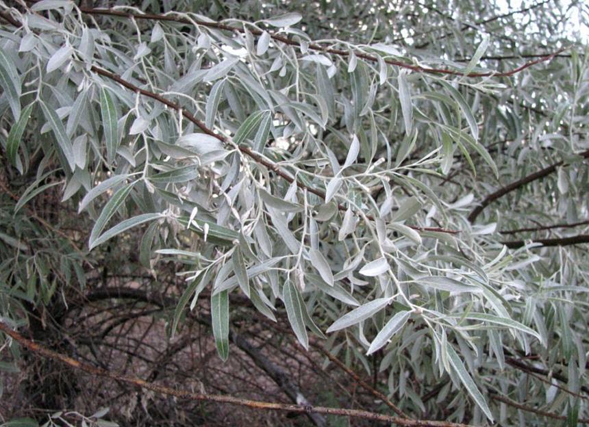 Саженцы кустарника Лох Серебристый фото 1