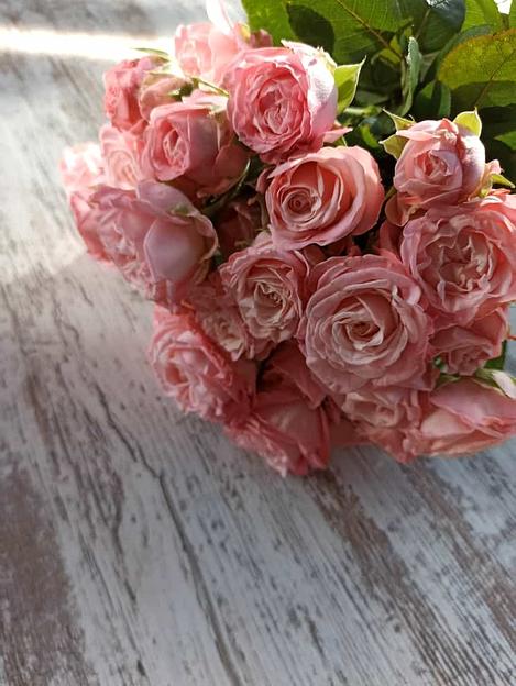 Розы сорта Мадам Бомбастик ОПТ фото 3