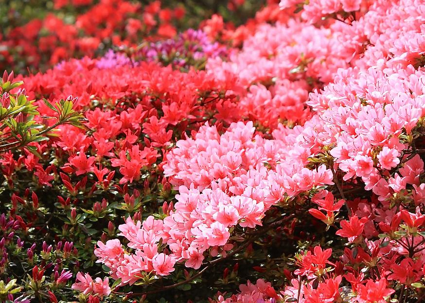 Азалия\Рододендрон( Rhododendron Canzonetta) опт фото 1