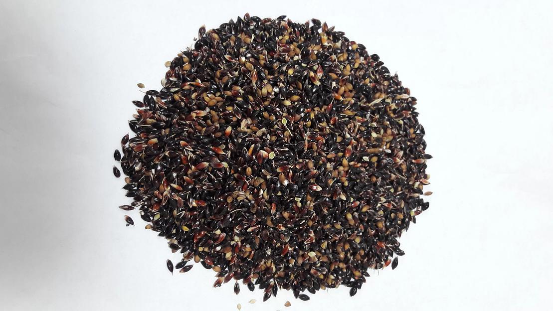 Семена суданской травы ОПТ фото 1