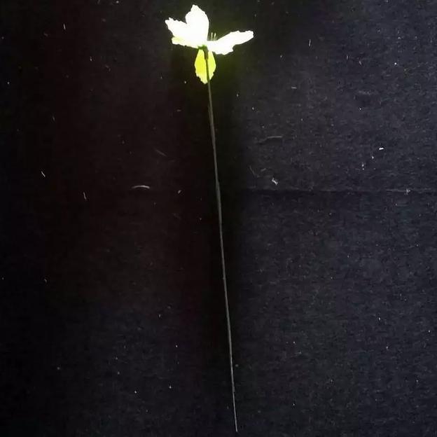 Искусственная ромашка 169-001 32см фото 1