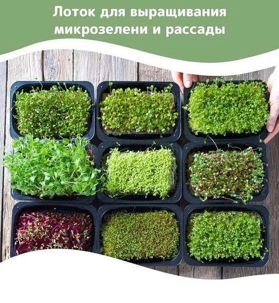 Лоток для выращивания микрозелени 5 шт ОПТ фото 3