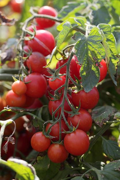 Семена томатов F1 «Консерватто» опт фото 2