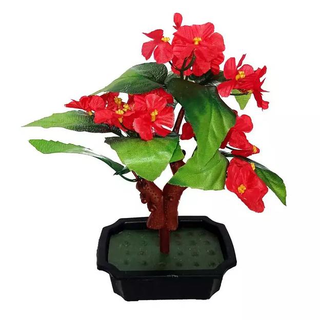 Цветы в горшке 5 фиалок с тройными листьями фото 2