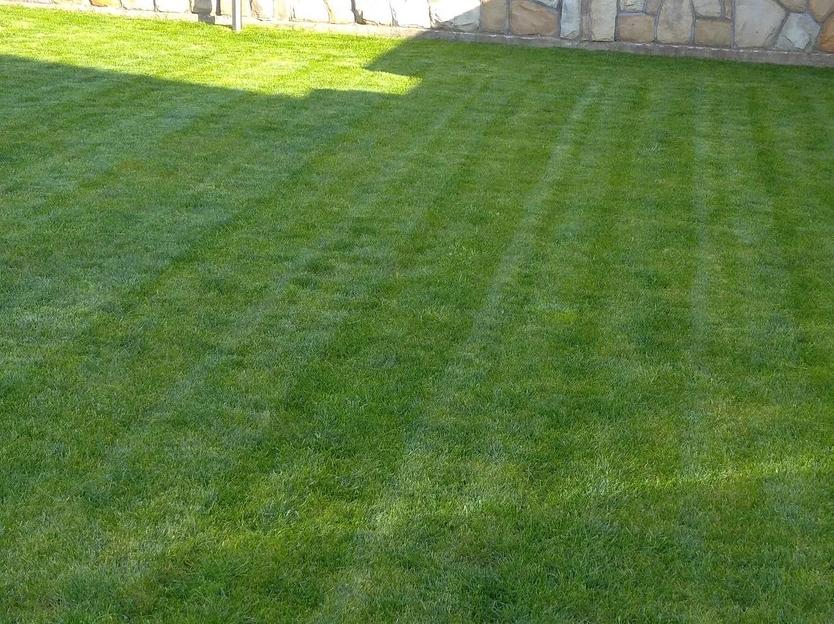 Газон GreenJusan рулонный фото 3