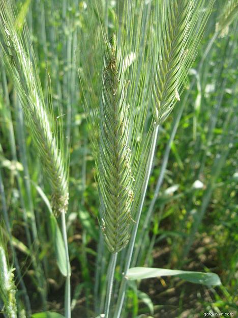 Семена рожь озимая «Прииртышская» фото 1