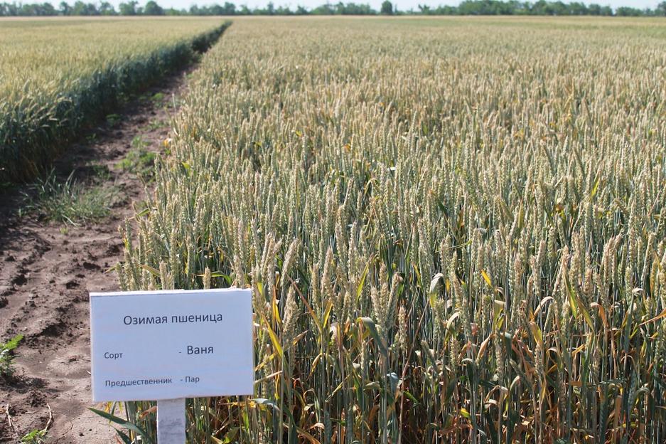 Пшеница мягкая озимая «Ваня» опт фото 1
