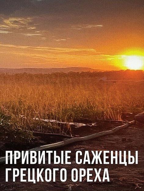 Саженцы грецкого ореха фото 1