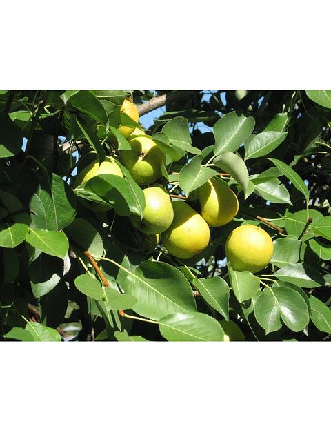 Саженец Груша Чижовского от питомника AXKZ ОПТ фото 1