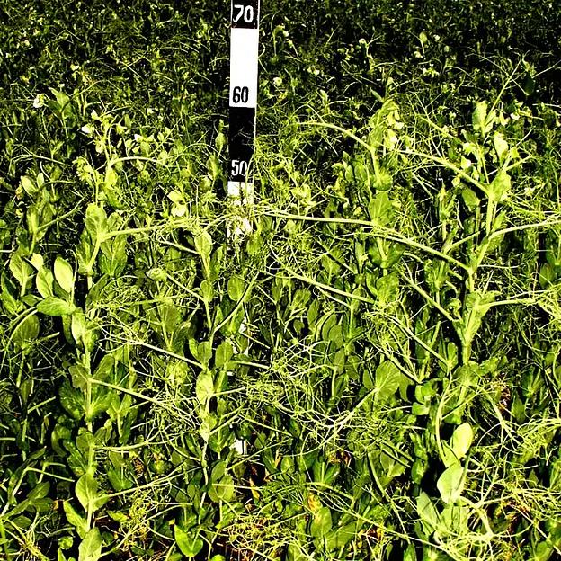 Семена гороха сорт «Усатый кормовой» ЭЛ опт фото 1