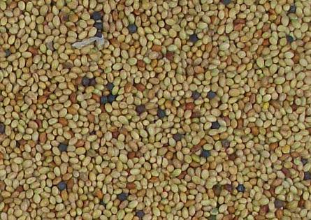 Семена клевера белого ползучего фото 1