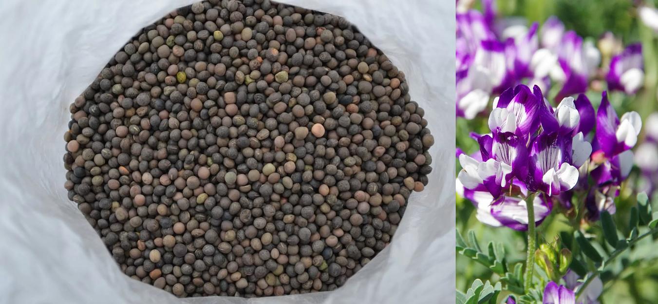 Семена вики фото 1