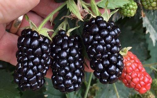 Саженцы плодовых кустарников - Ежевика бесшипная «Прайм Арк Фридом» фото 1