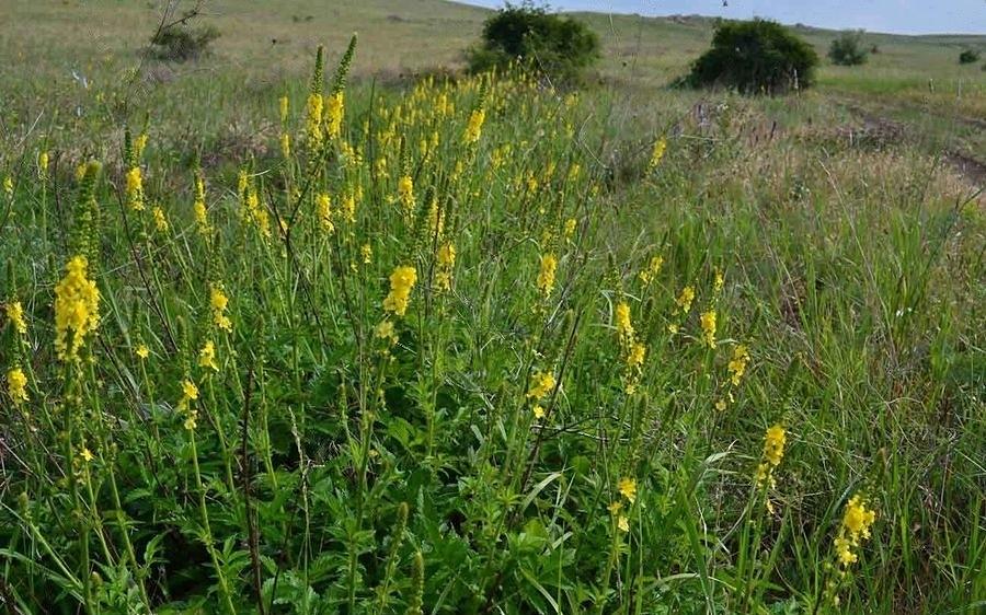 Семена репешка опт фото 1