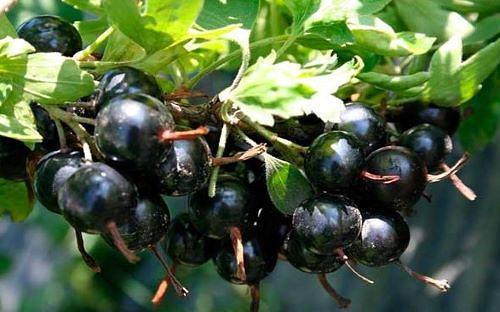 Саженцы плодовых кустарников - Смородина золотистая «Барнаульская» фото 1