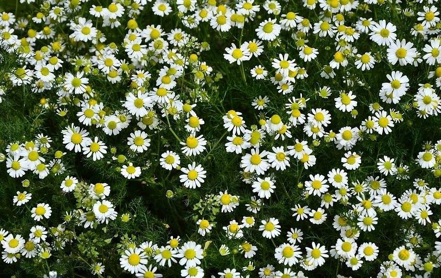 Семена ромашки полевой опт фото 1