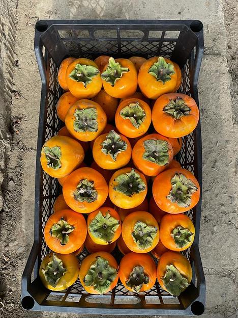 Ящик для томатов, хурмы, персиков (до 10кг) фото 3