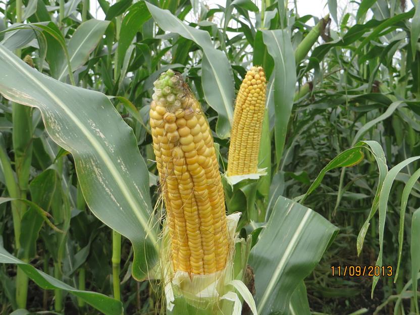 Семена кукурузы «Родник 292 МВ» мешок 1 п.е фото 1