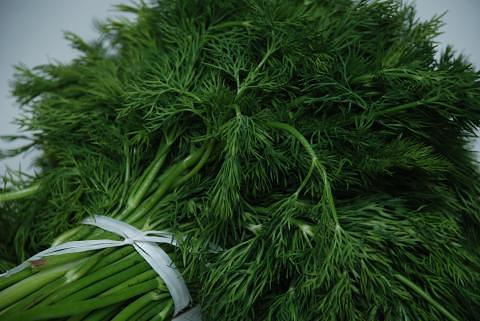 Свежая зелень «Укроп», опт фото 2