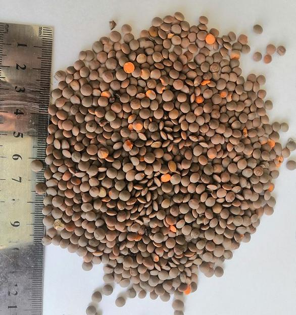 Чечевица красная опт фото 2