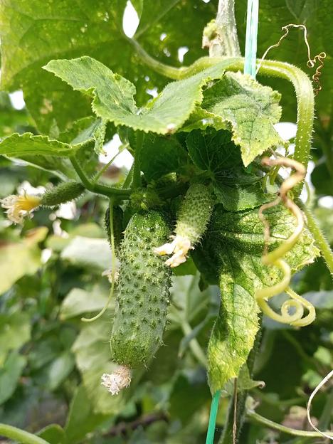 Семена посевные Огурец «Аякс F1» ОПТ фото 3