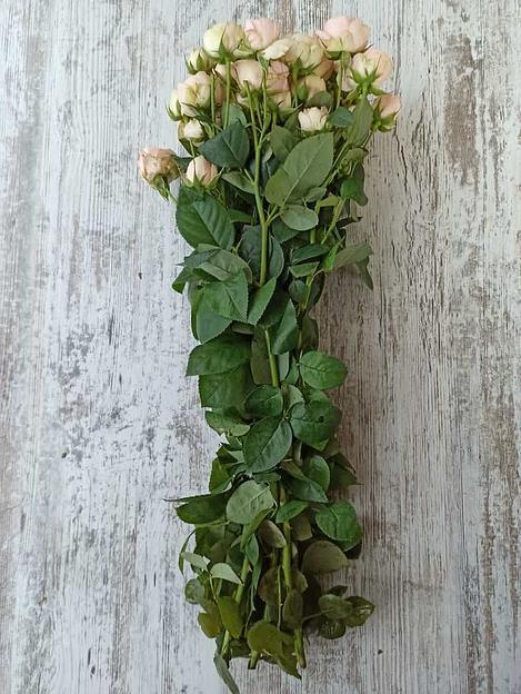 Розы сорта Кэти Грандмас Файнест ОПТ фото 3