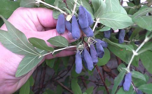 Саженцы плодовых кустарников - Жимолость «Бореал Близзард» фото 1