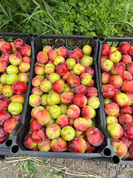 Ящик для томатов, хурмы, персиков (до 10кг) фото 5