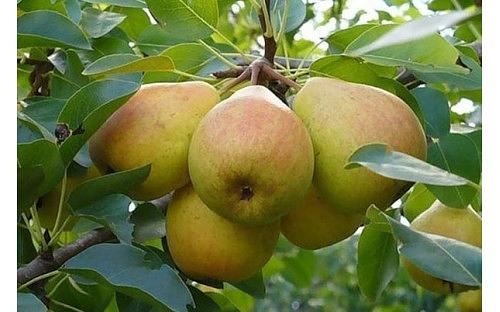 Саженцы плодового дерева - Груша «Велеса» фото 1