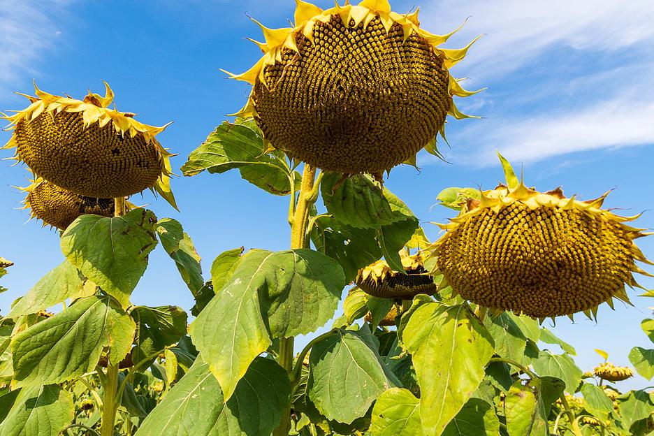 Семена подсолнечника «Алтай» ОПТ фото 1