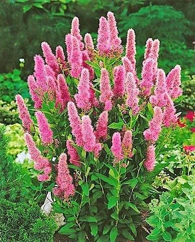 Саженцы декоративных деревьев - Спирея Билларда «Триумфанс» фото 1