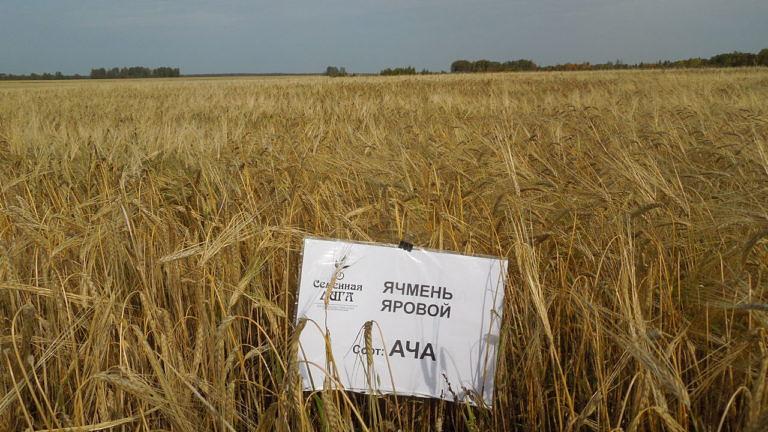 Ячмень яровой сорт «Ача» ОПТ фото 1