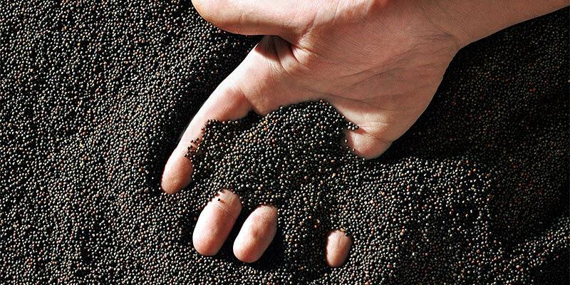 Зерно рапса фото 1