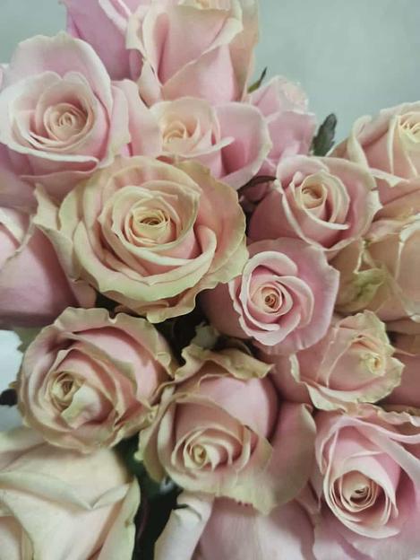 Розы сорта Аваланж ОПТ фото 1