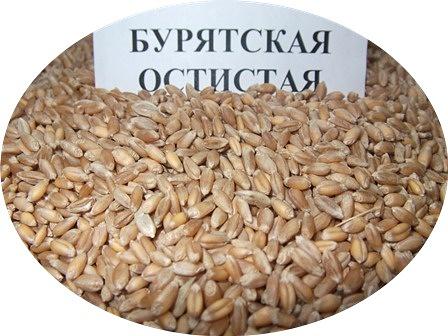 Пшеница яровая мягкая сорт «Бурятская Остистая» ОПТ фото 1